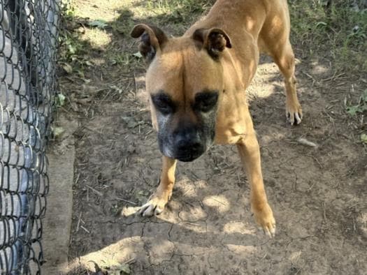 Ol Man Jenkins - Boxer