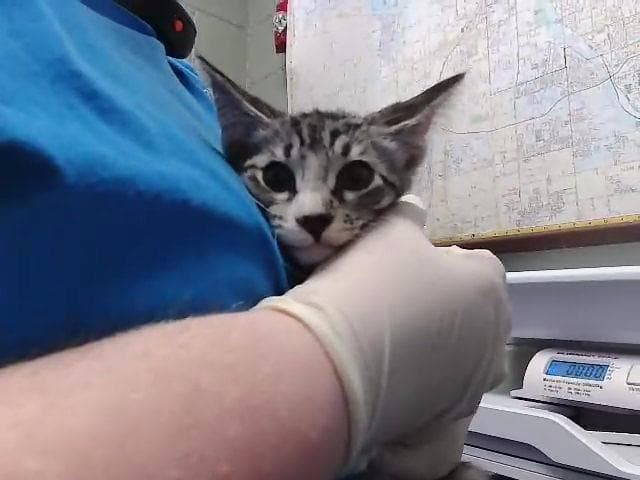 Ferb - Domestic Short Hair