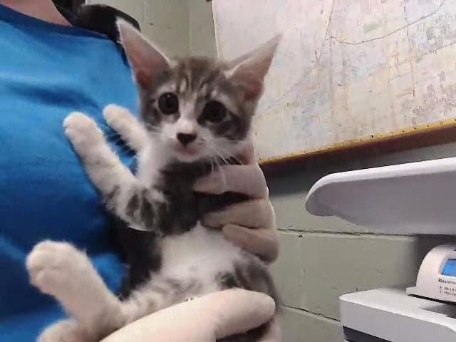 Candace - Domestic Short Hair