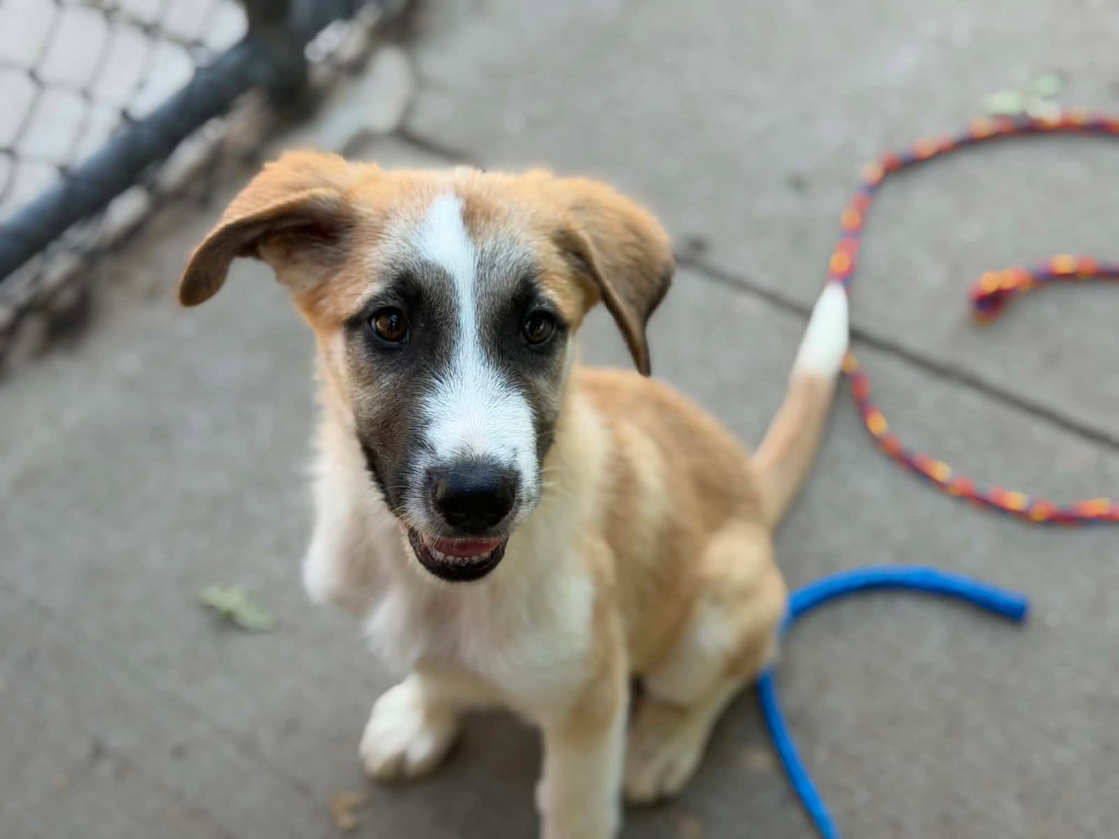 Hudson - Anatolian Shepherd