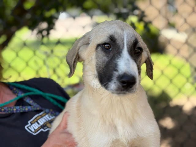 Heather - Anatolian Shepherd