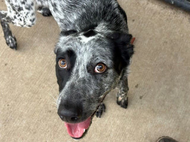 Wally World - Australian Cattle Dog/Blue Heeler