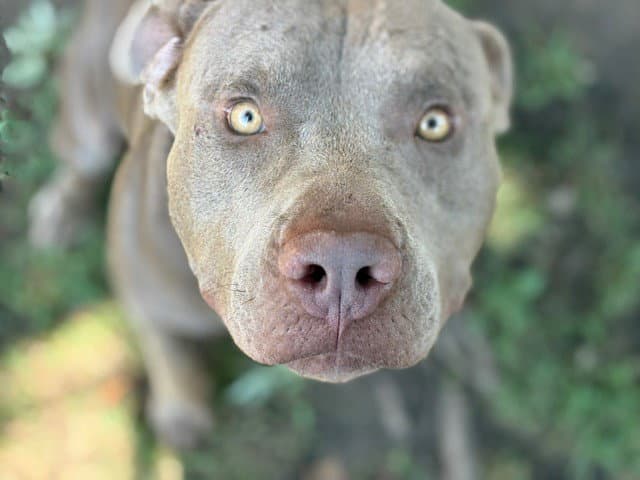 Bear - Pit Bull Terrier