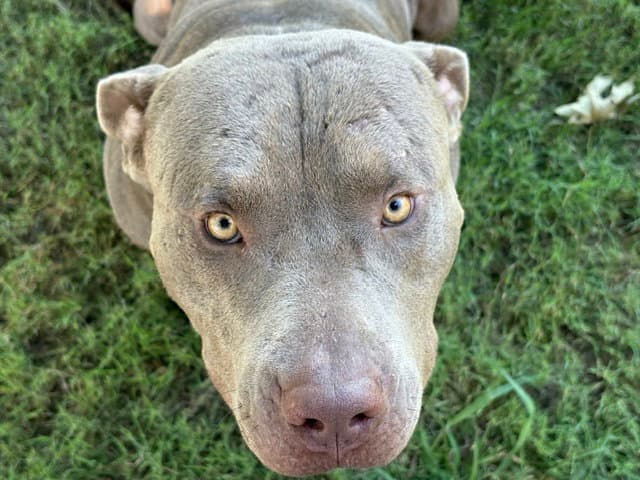 Bear - Pit Bull Terrier