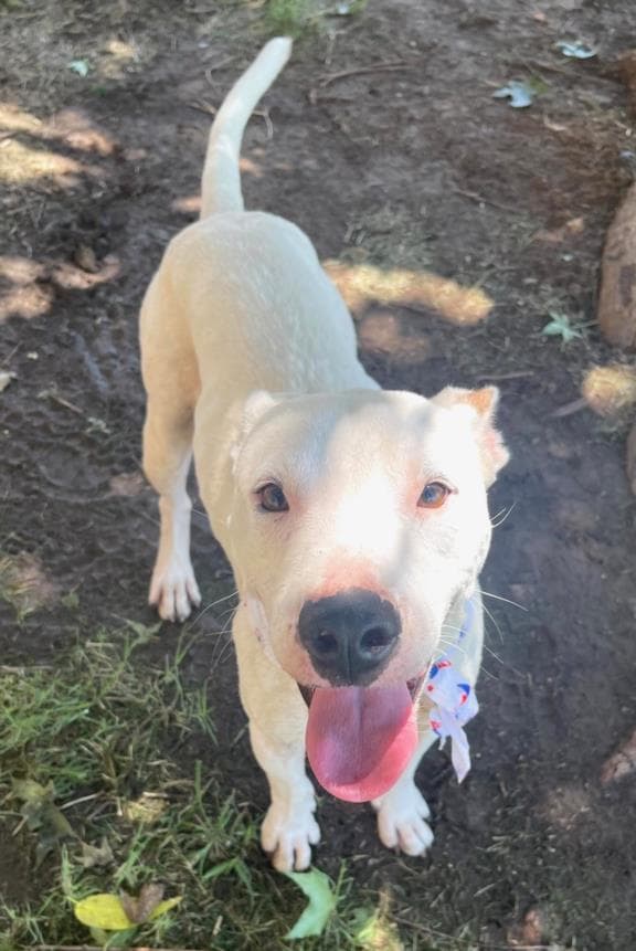 Ozie - Pit Bull Terrier
