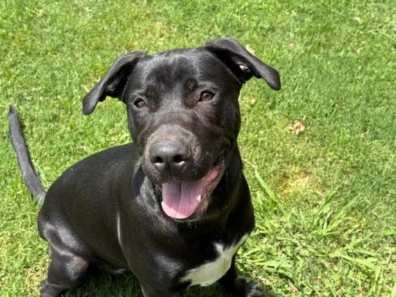 Lottie - Labrador Retriever