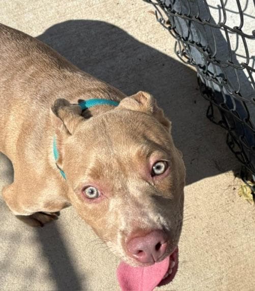 Jake - Pit Bull Terrier