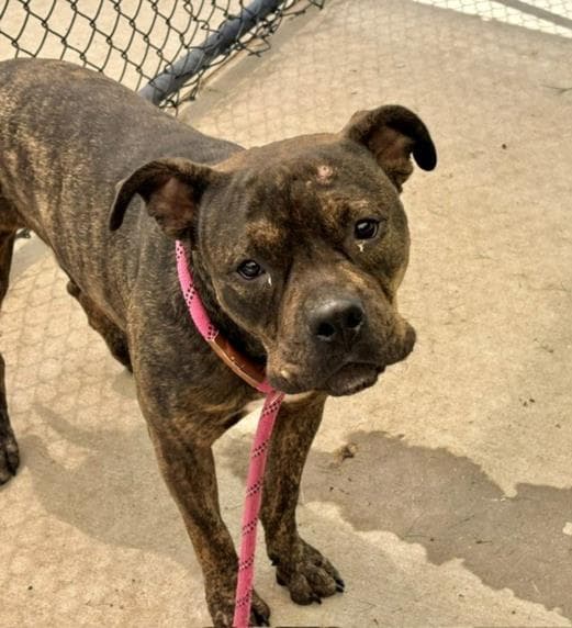 Argo - Pit Bull Terrier