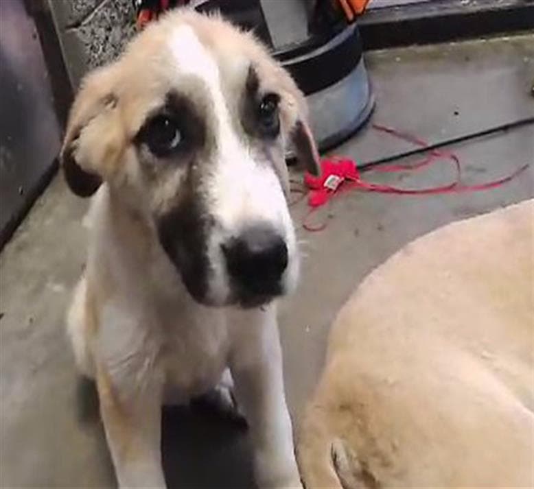 Hector - Anatolian Shepherd