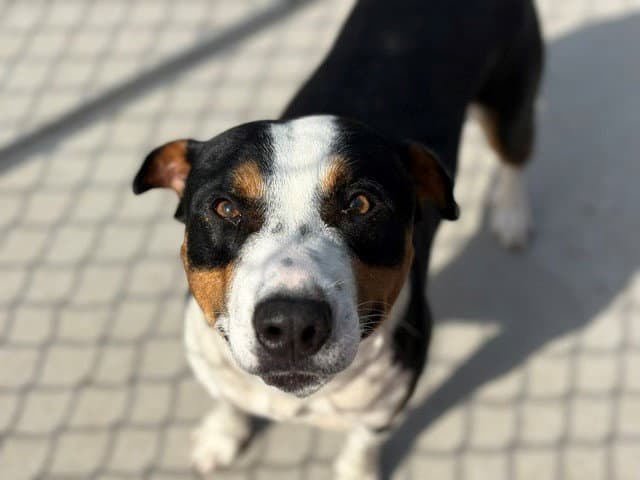 Quarter Pounder - Staffordshire Bull Terrier
