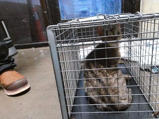 Independence - Domestic Short Hair