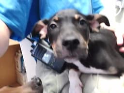 Scrappy Doo image 1