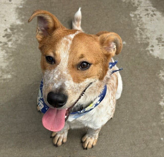 Bone - Australian Cattle Dog/Blue Heeler