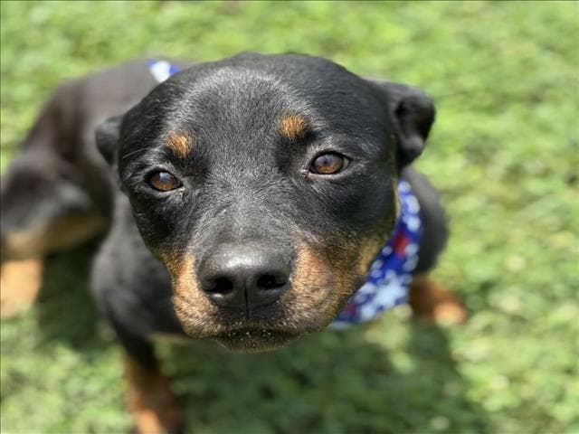 Raccoon - Rottweiler