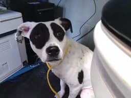 Josie image 1