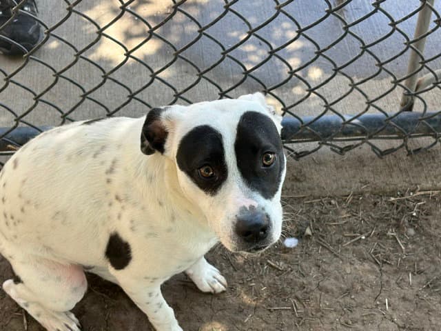 Josie - Pit Bull Terrier