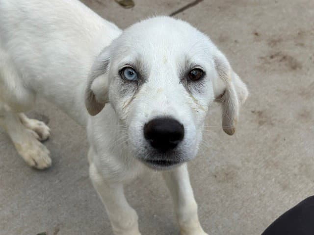 Zimbar - Labrador Retriever
