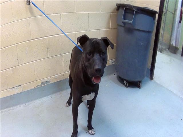 Draco - Pit Bull Terrier