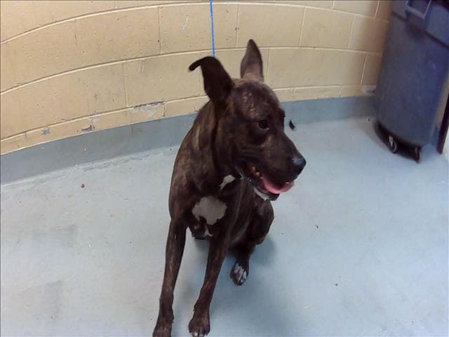 Stitch - Pit Bull Terrier