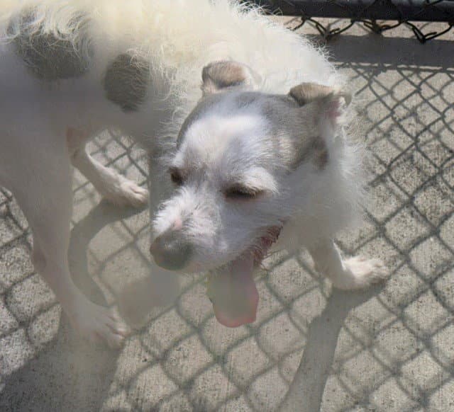 Casper - Rat Terrier