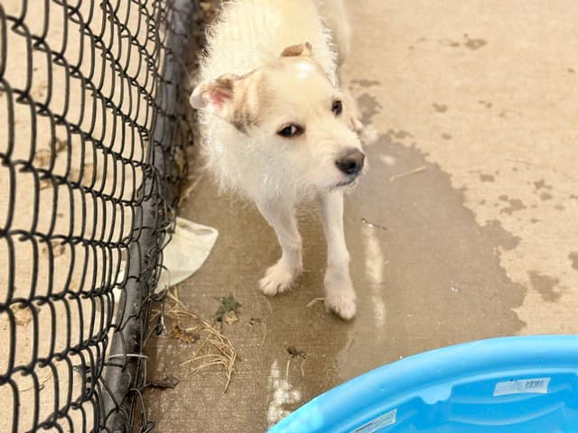 Casper - Rat Terrier