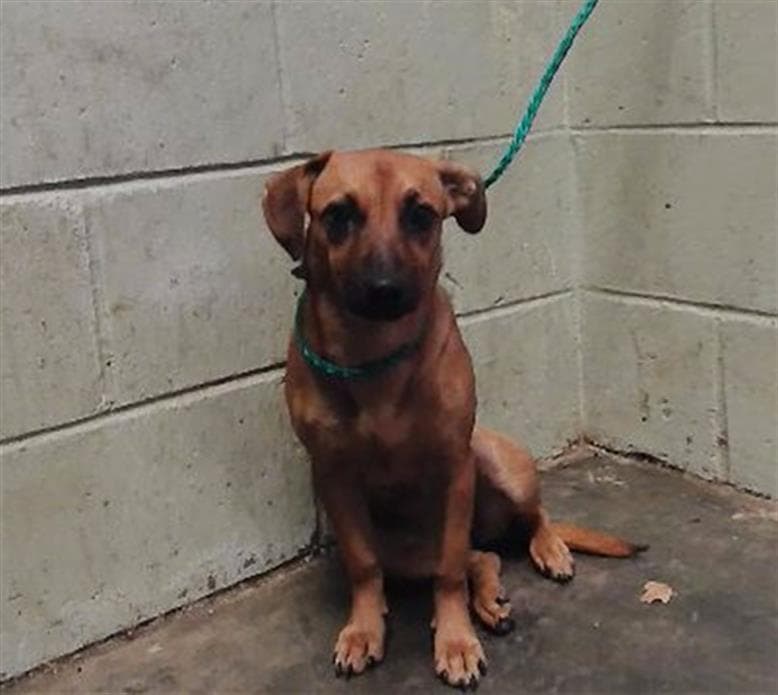 Lucy - Black Mouth Cur