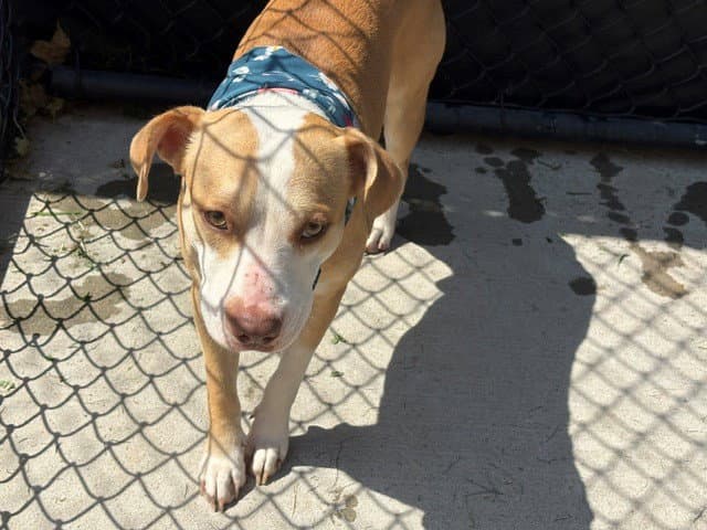 Ogie - Pit Bull Terrier