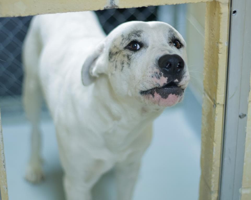 Marley - Pit Bull Terrier