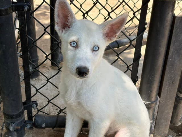 Whitey - Siberian Husky