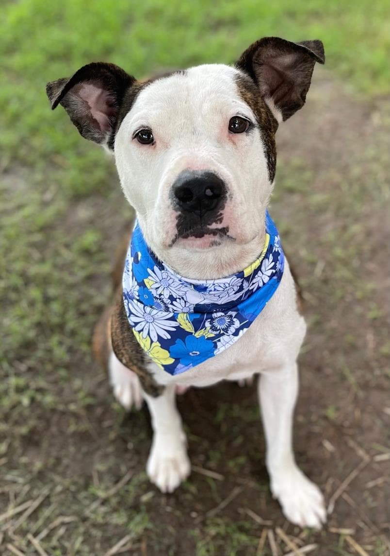 Cali - Pit Bull Terrier
