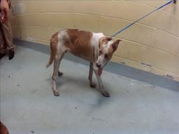 Littleguy image 1