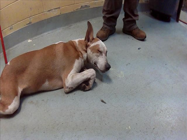 Alfalfa - Australian Cattle Dog/Blue Heeler