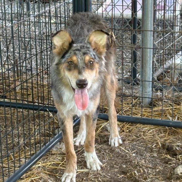 Shadow - Border Collie