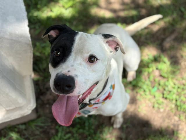 Bomber - Pit Bull Terrier