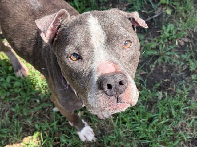 Sapphire - Pit Bull Terrier