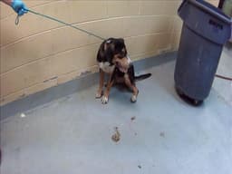 Droopy image 1