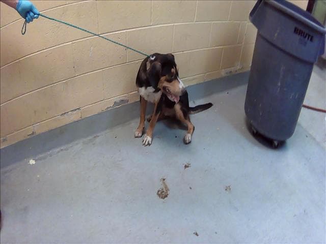 Droopy - Rottweiler
