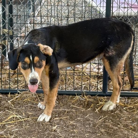 Droopy - Rottweiler