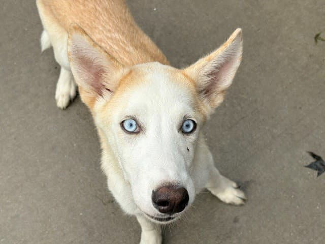 Coffee Creamer - Siberian Husky