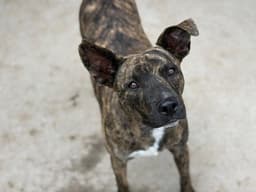 Cane image 1