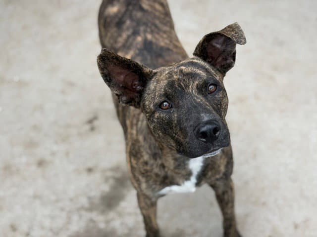 Cane - Pit Bull Terrier