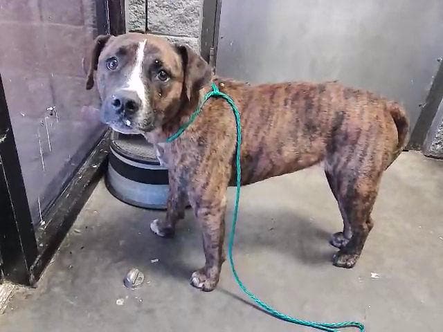 Hilda - Pit Bull Terrier