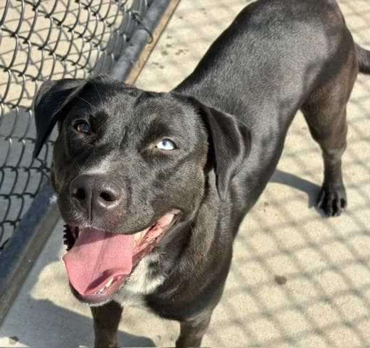 Audio - Labrador Retriever