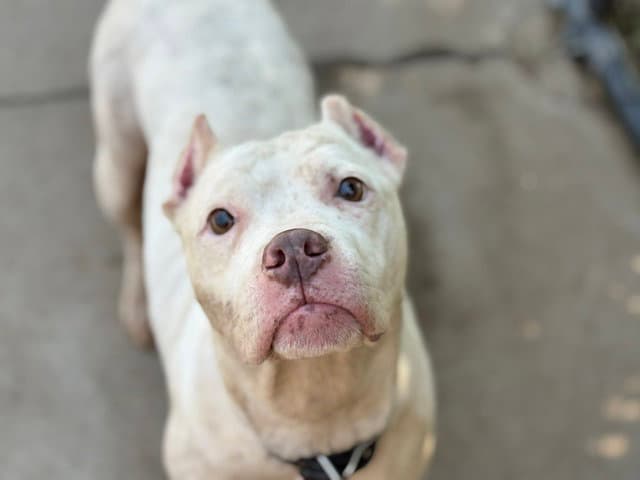 Melanie - American Pit Bull Terrier