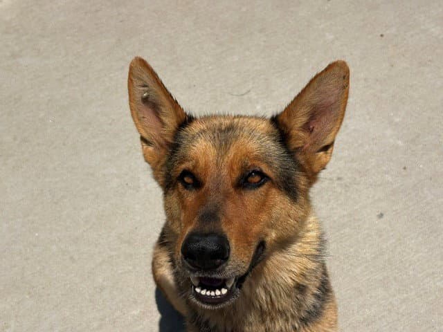 Brenda - German Shepherd Dog