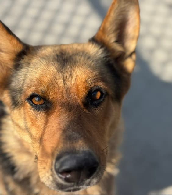 Brenda - German Shepherd Dog