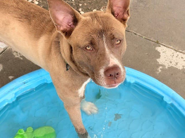 Chuck - Pit Bull Terrier