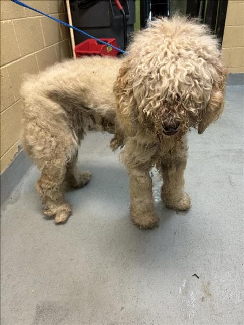 Belle - Poodle (Standard)