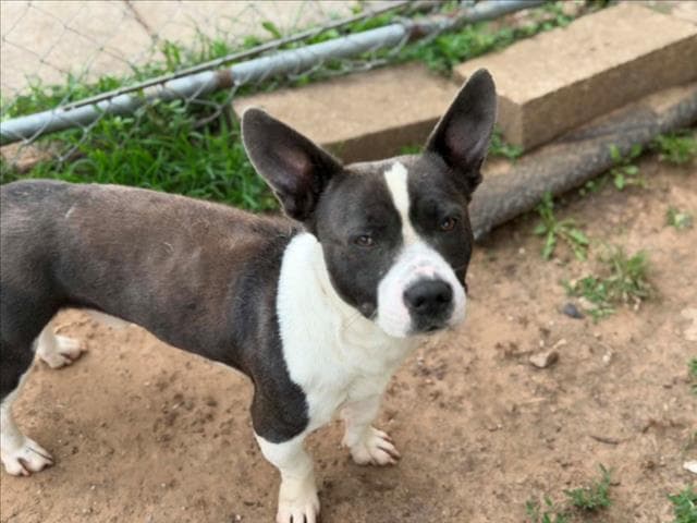 Mickey Mouse - Pit Bull Terrier