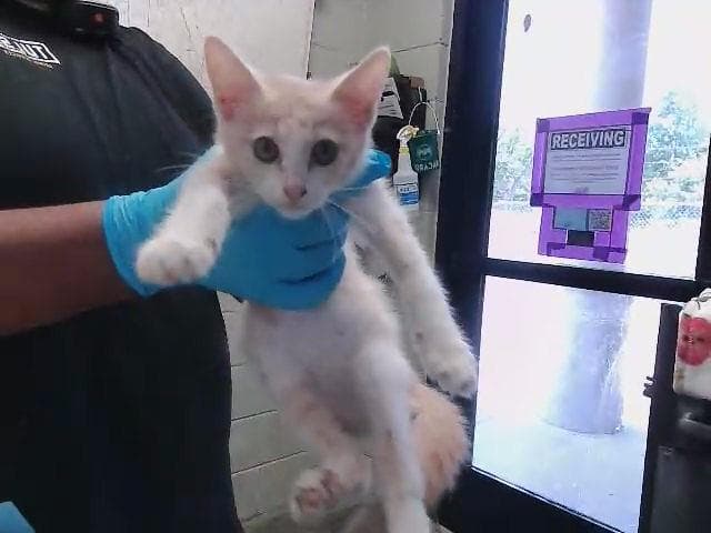 Lil Girl - Domestic Short Hair